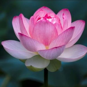 Meet your Posher, BagsandBoda